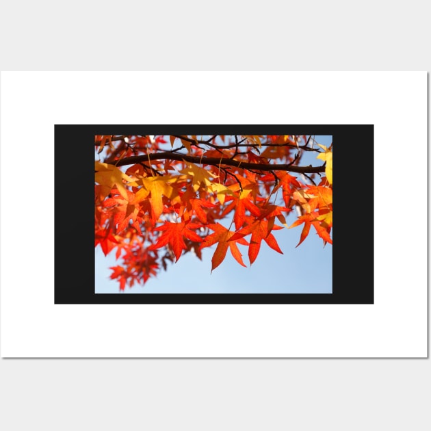 Maple (Acer ), red autumn leaves on a tree, Germany Wall Art by Kruegerfoto